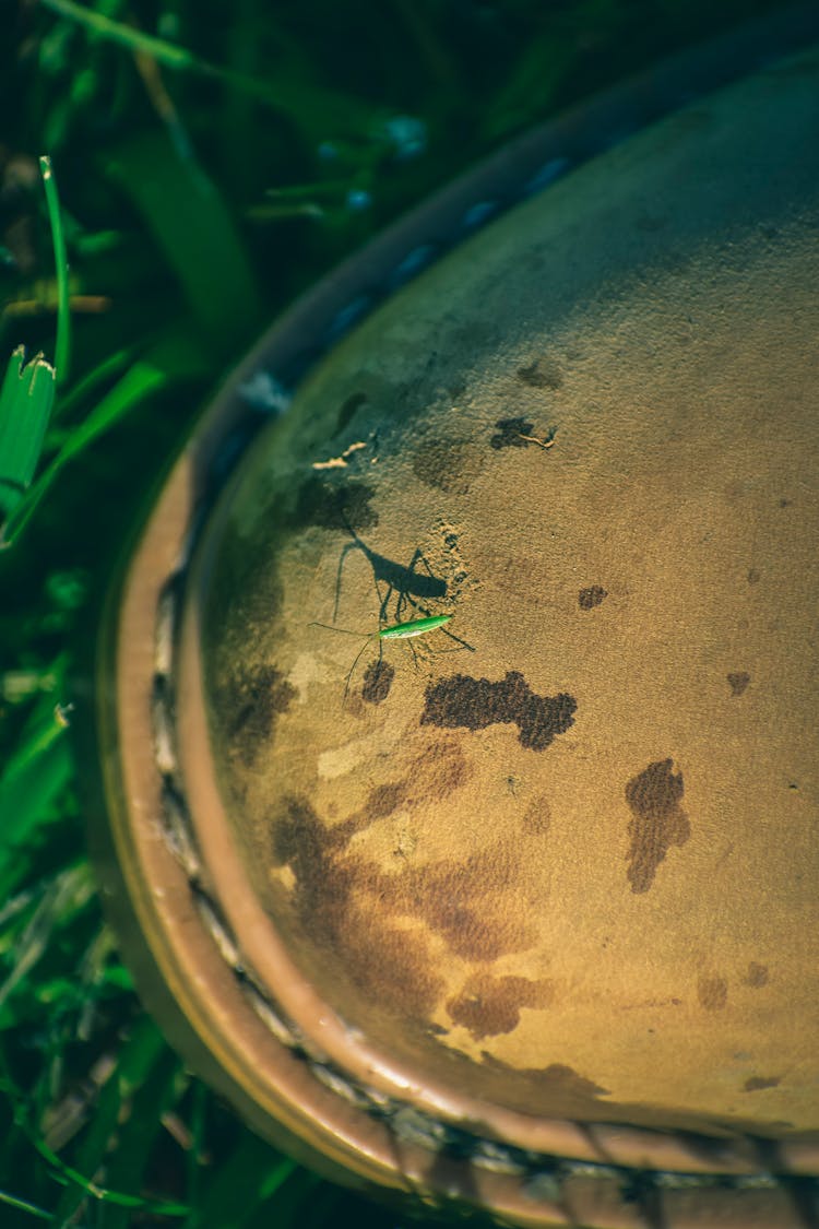 Small Bug On Leather Shoe On Grass