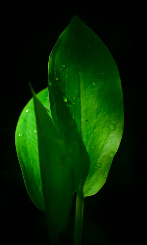 Free Lush green plant leaves on black background Stock Photo