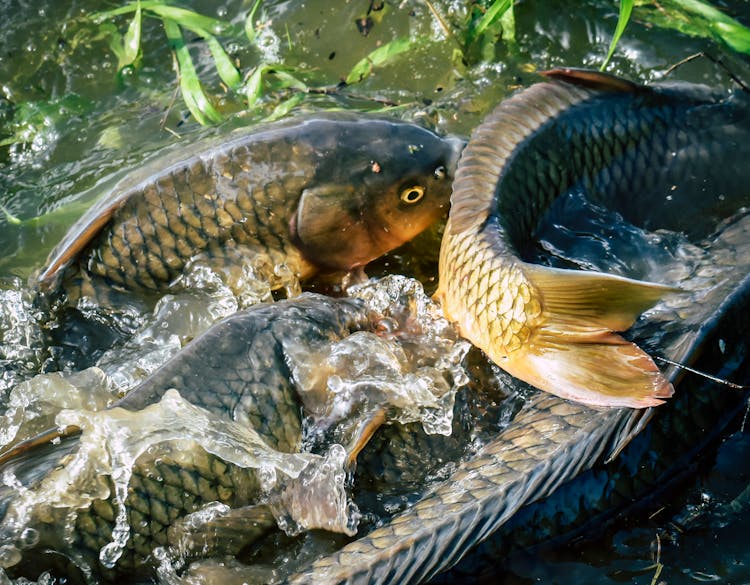 Shiny Fish Swimming In Water With Splash