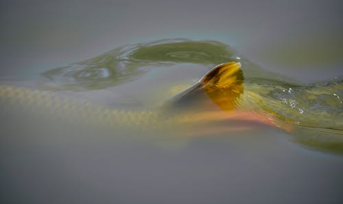 Fish with golden fin swimming