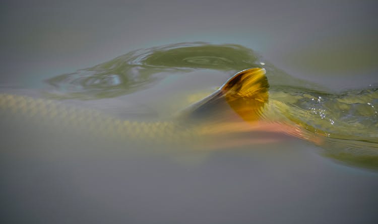 Fish With Golden Fin Swimming