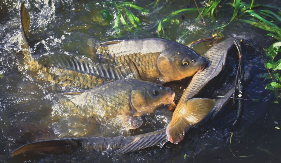 Ottawa's Rivers at Risk: Migratory Fish Need Safe Passage Now