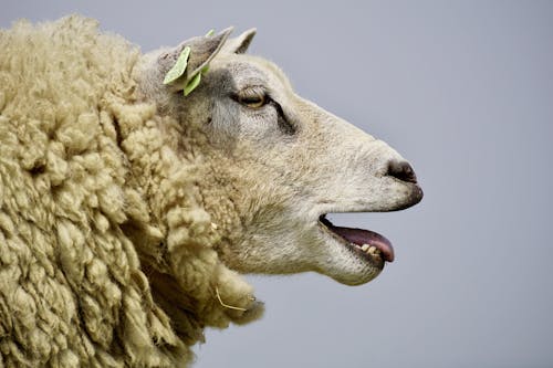 Безкоштовне стокове фото на тему «блеяти, вівці, вовна»