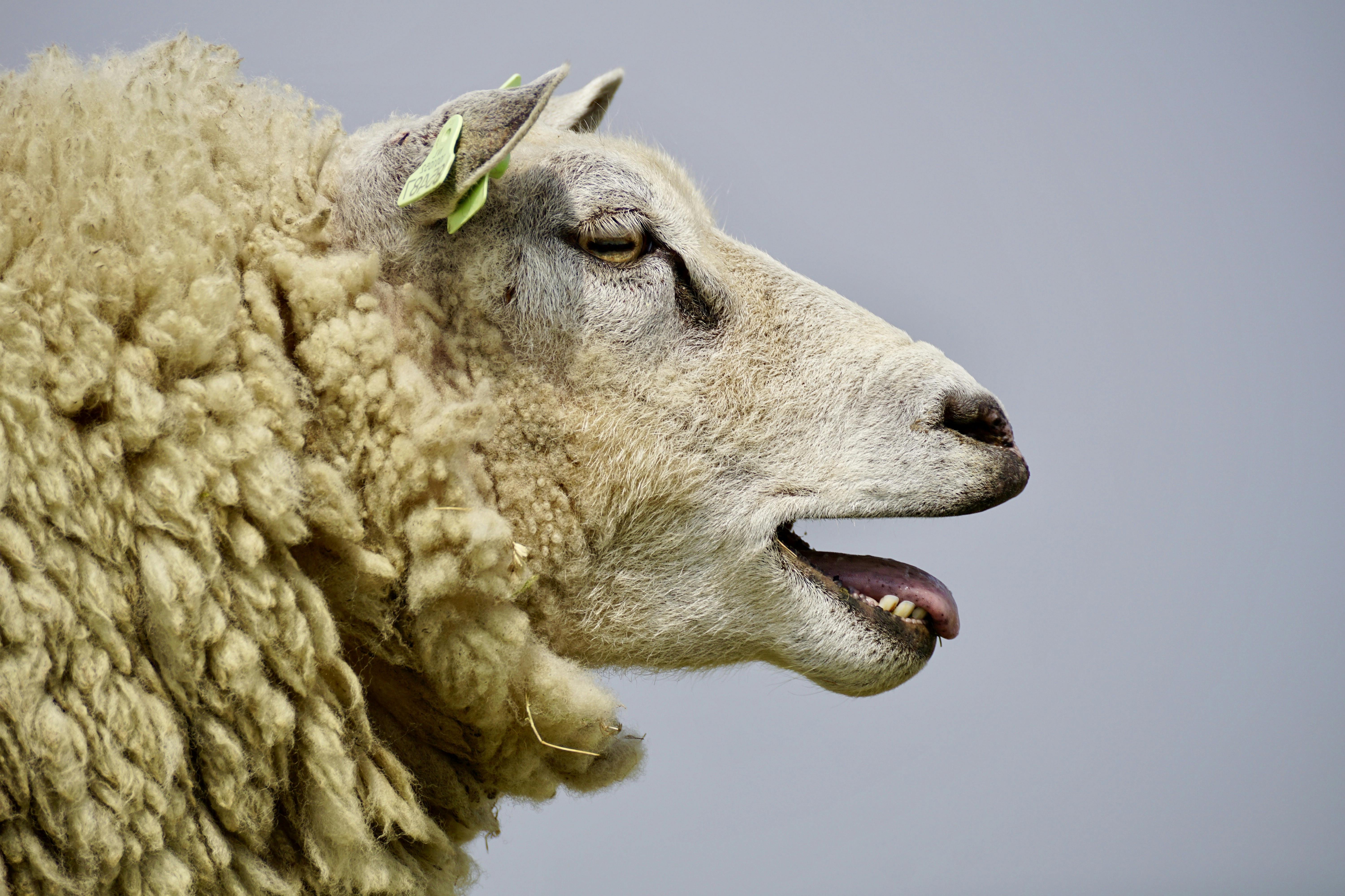 Beige Lamb · Free Stock Photo