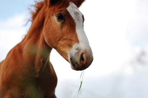 бесплатная Селективная фокусировка коричневой лошади Стоковое фото