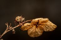 Brown and Black Insect on Brown Dried Leaf in Tilt Shift Lens