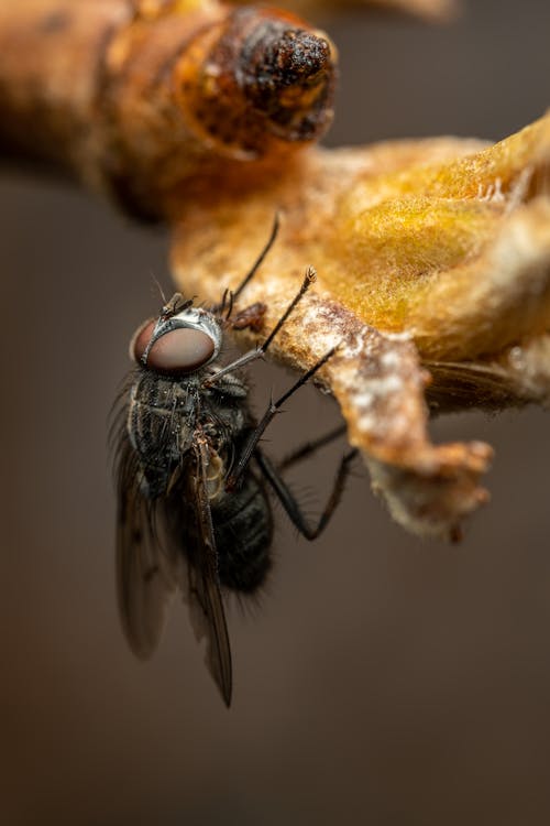 Základová fotografie zdarma na téma extrémní detail, hmyz, látat