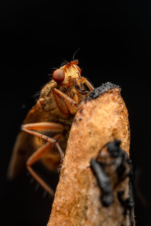Fotos de stock gratuitas de Beetle, enfoque selectivo, entomología