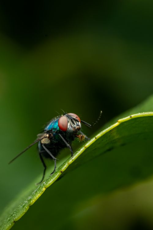 Free Detailed macro shot of a housefly perched on a green leaf, showcasing its colorful eyes and wings. Stock Photo