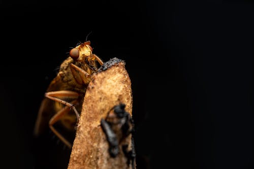 aşırı yakın çekim, Biyoloji, böcek içeren Ücretsiz stok fotoğraf