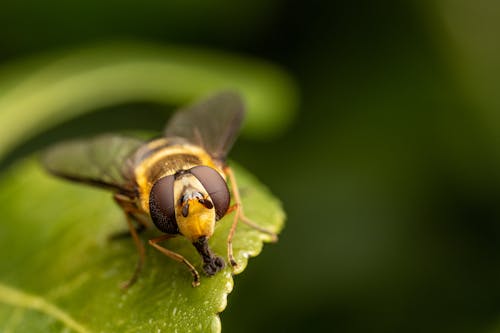 Základová fotografie zdarma na téma biologie, extrémní detail, hmyz
