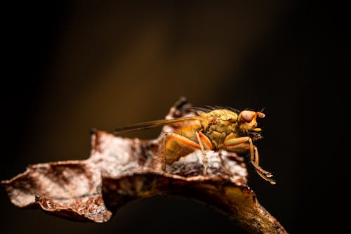 Close up of Insect