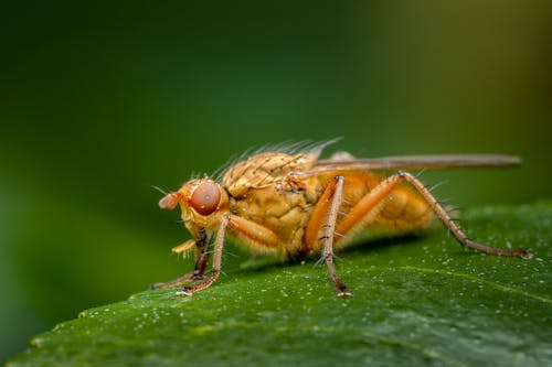 Základová fotografie zdarma na téma detail, divočina, hmyz