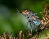 Blue and Green Fly Perched on Brown Stem in Tilt Shift Lens