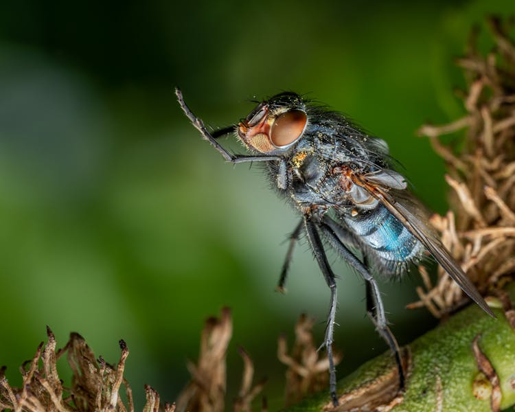 Macro Photography Of Green Shining Fly Sitting On Plant