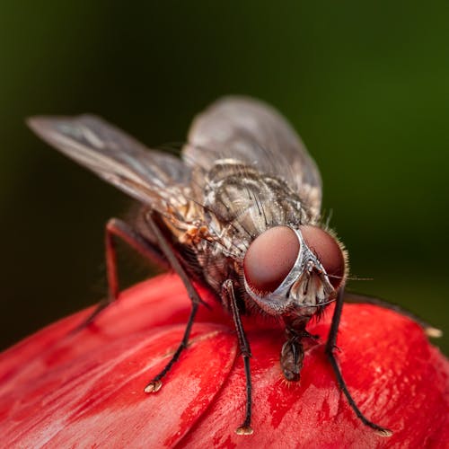 Základová fotografie zdarma na téma biologie, čtvercový formát, extrémní detail