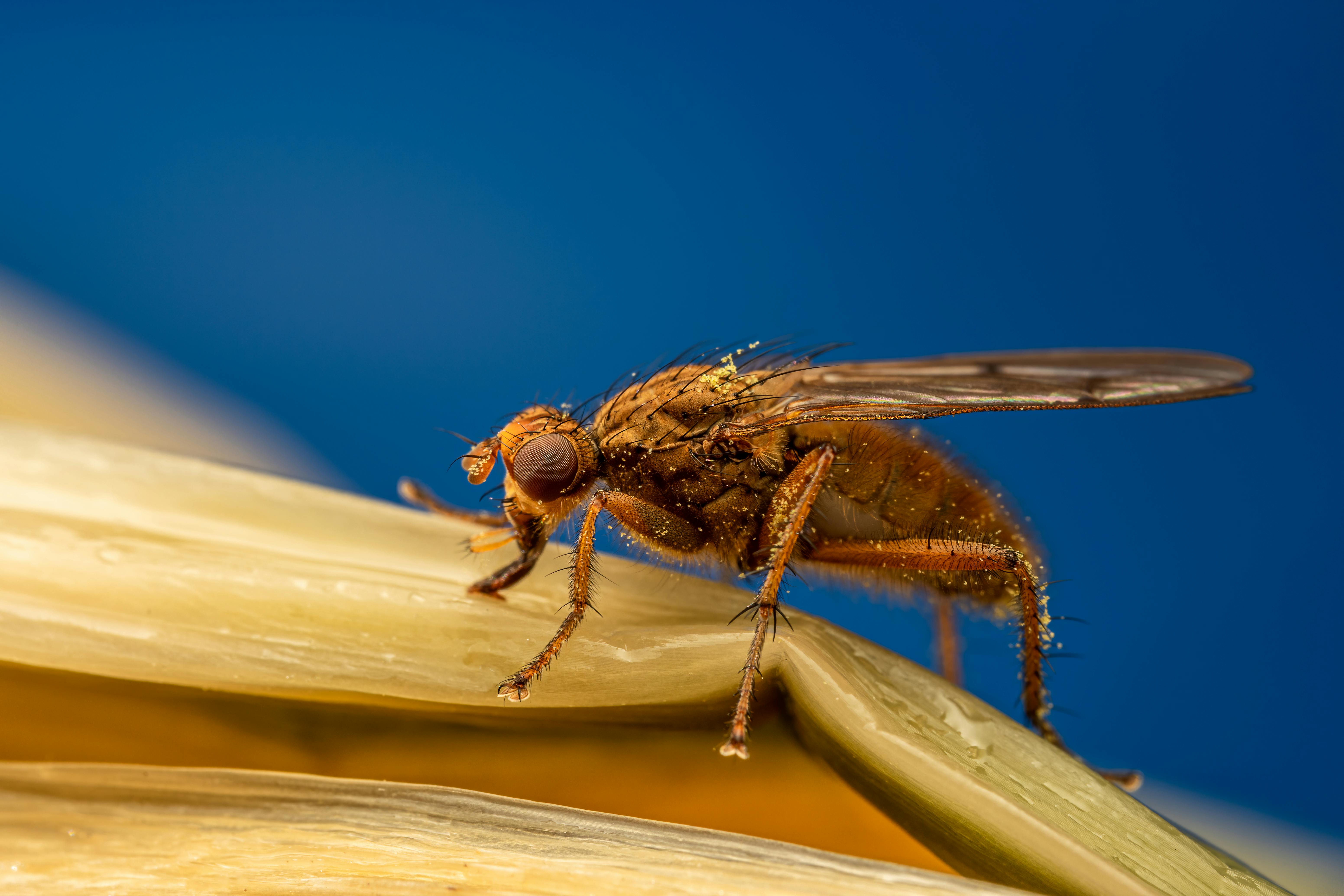 A cluster of tiny fruit flies hovering over ripe fruit