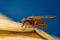 Black and Brown Bee on Yellow Leaf