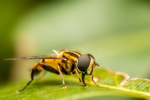 Darmowe zdjęcie z galerii z dzika przyroda, liść, natura