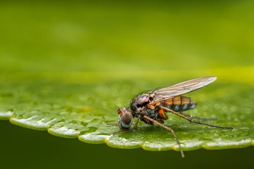 Free Macro shot of a fly on a wet green leaf showcasing intricate wing details and vibrant colors. Stock Photo