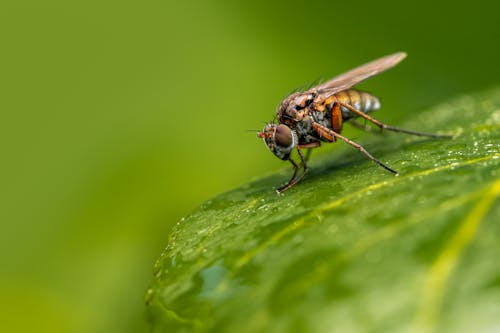 Close-up of Fly on Leaf 