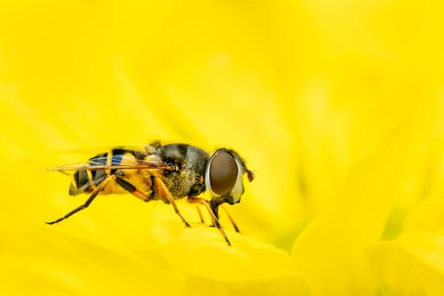 Extreme Close up of a Bee in a Flower