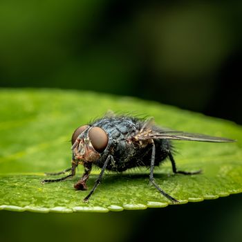Tsetse Fly