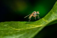 Black and Brown Fly on Green Leaf