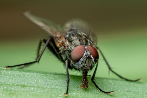Extreme Close-up of a Fly on a Leaf