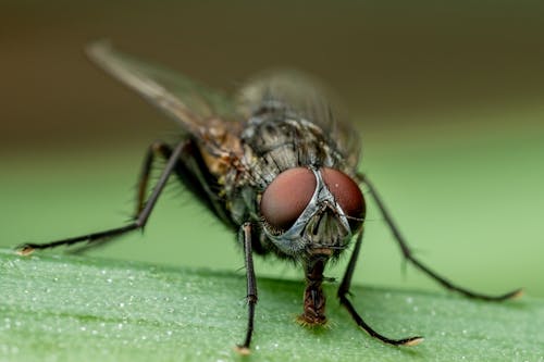 Ilmainen kuvapankkikuva tunnisteilla äärimmäinen lähikuva, antenni, biologia