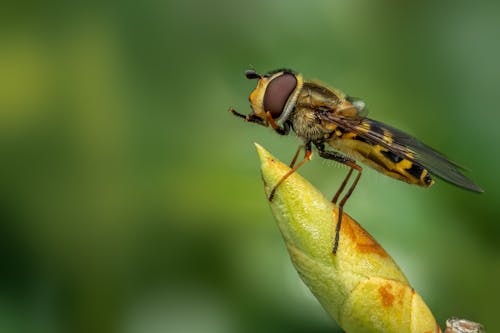 Kostnadsfri bild av bi, extrem närbild, insekt