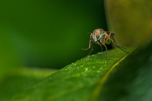 Free Detailed macro shot of a fly on a dewy green leaf with natural background. Stock Photo