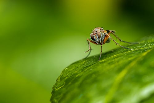 Extreme Close up of a Fly on a Leaf