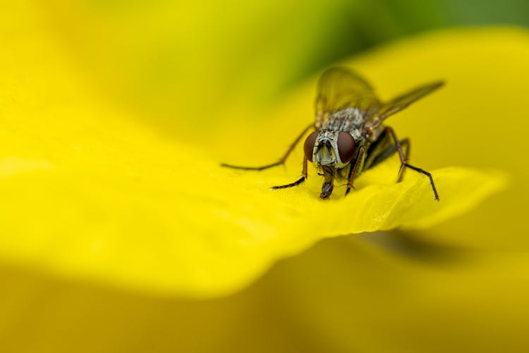 Macro Of Fly Sitting On Flower