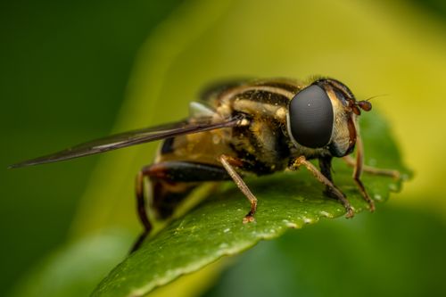 Free Detailed macro image of a hoverfly resting on a green leaf, highlighting the insect's intricate features. Stock Photo