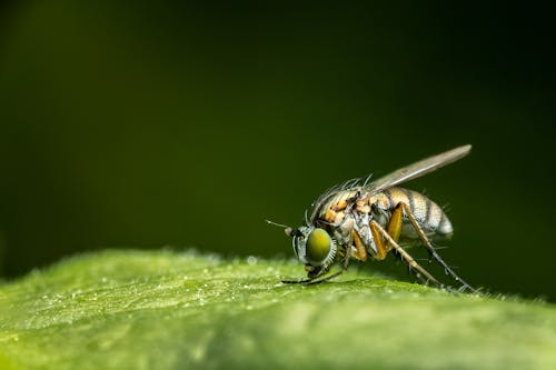 Close-up of Fly on Leaf 