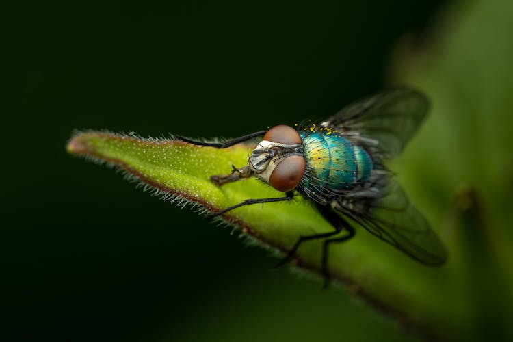 Close Up Of Fly On Leaf