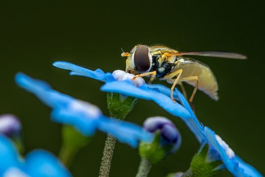 Close-up image of a hoverfly on a vibrant blue forget-me-not flower, showcasing intricate details and colors.