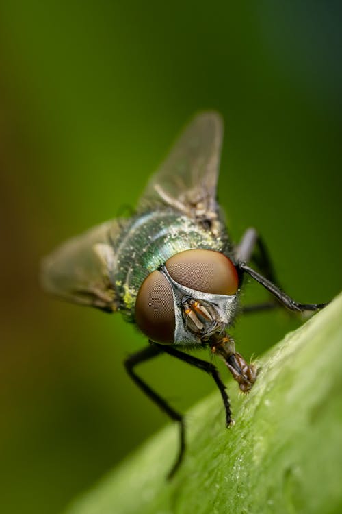 Extreme Close-up of a Fly on a Leaf