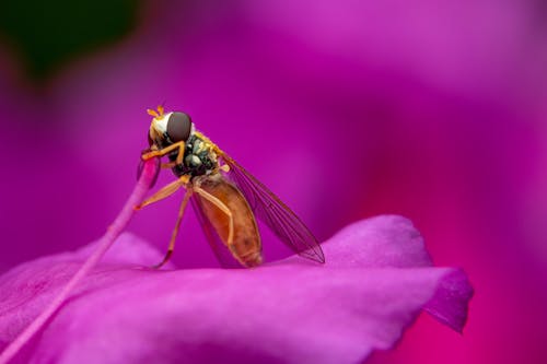 Little Fly Feeding on Pink Flower