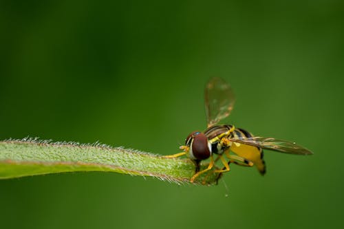 Extreme Close up of a Fly