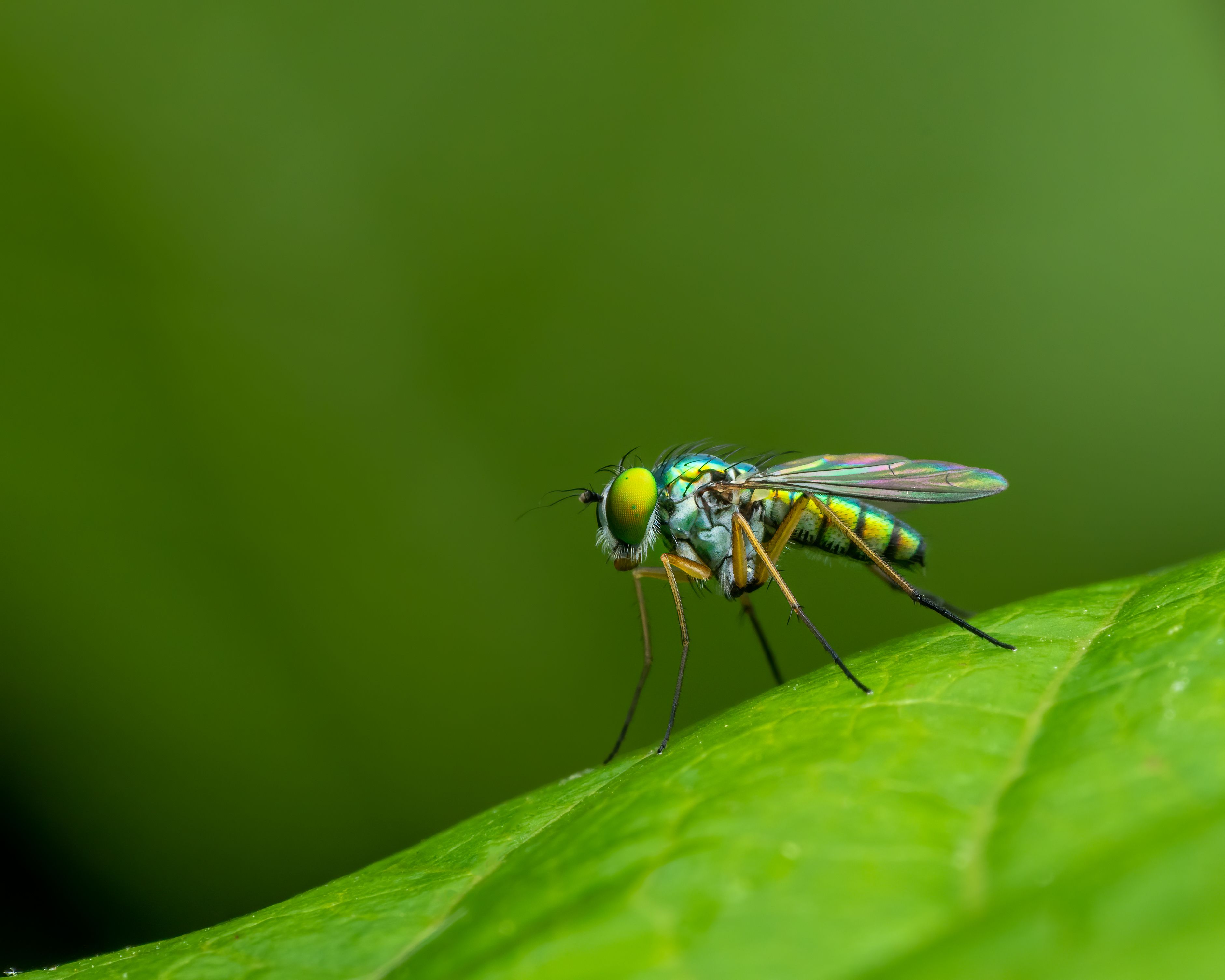 When Is Dengue Most Dangerous