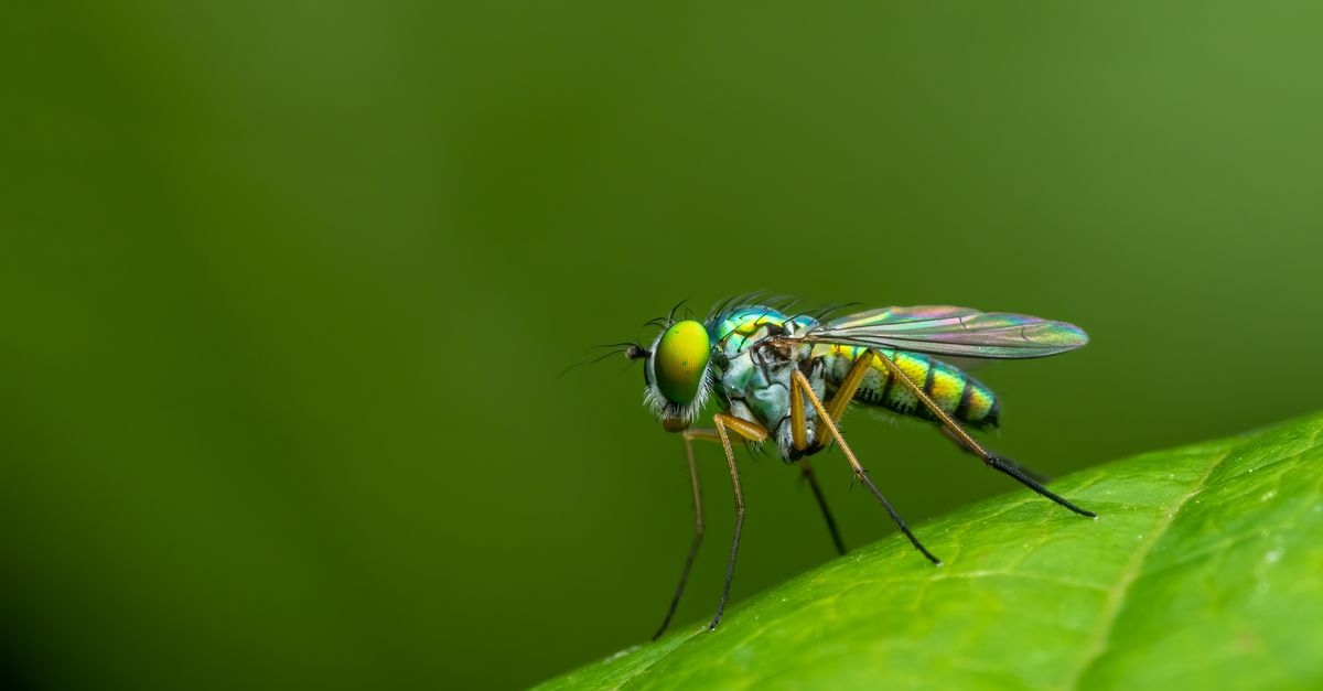 When Is Dengue Most Dangerous