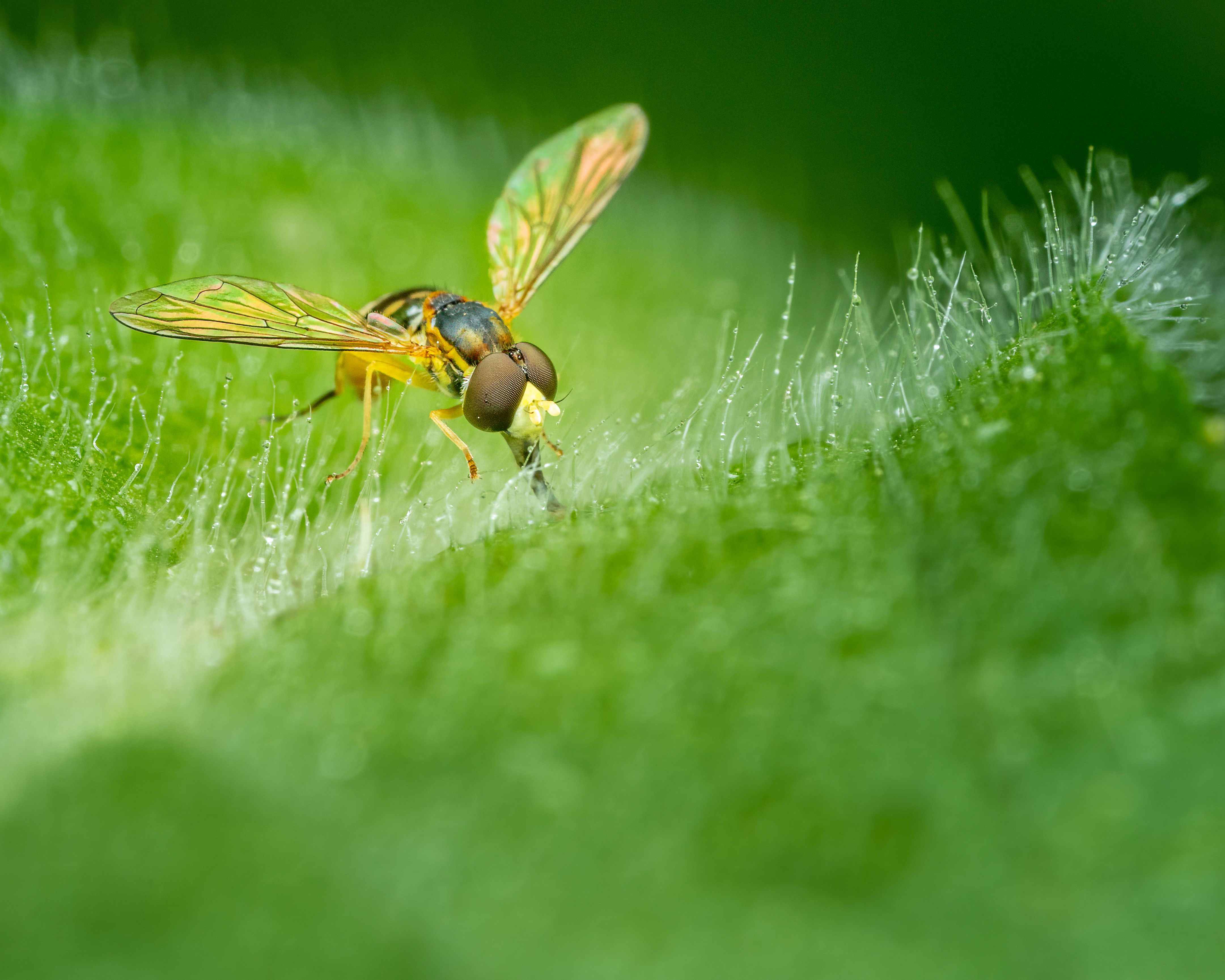 Close up of Fly · Free Stock Photo