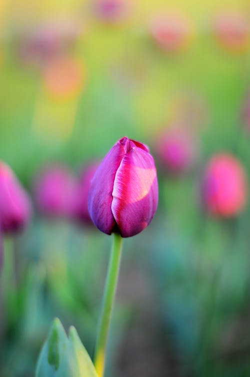 Pink Flower