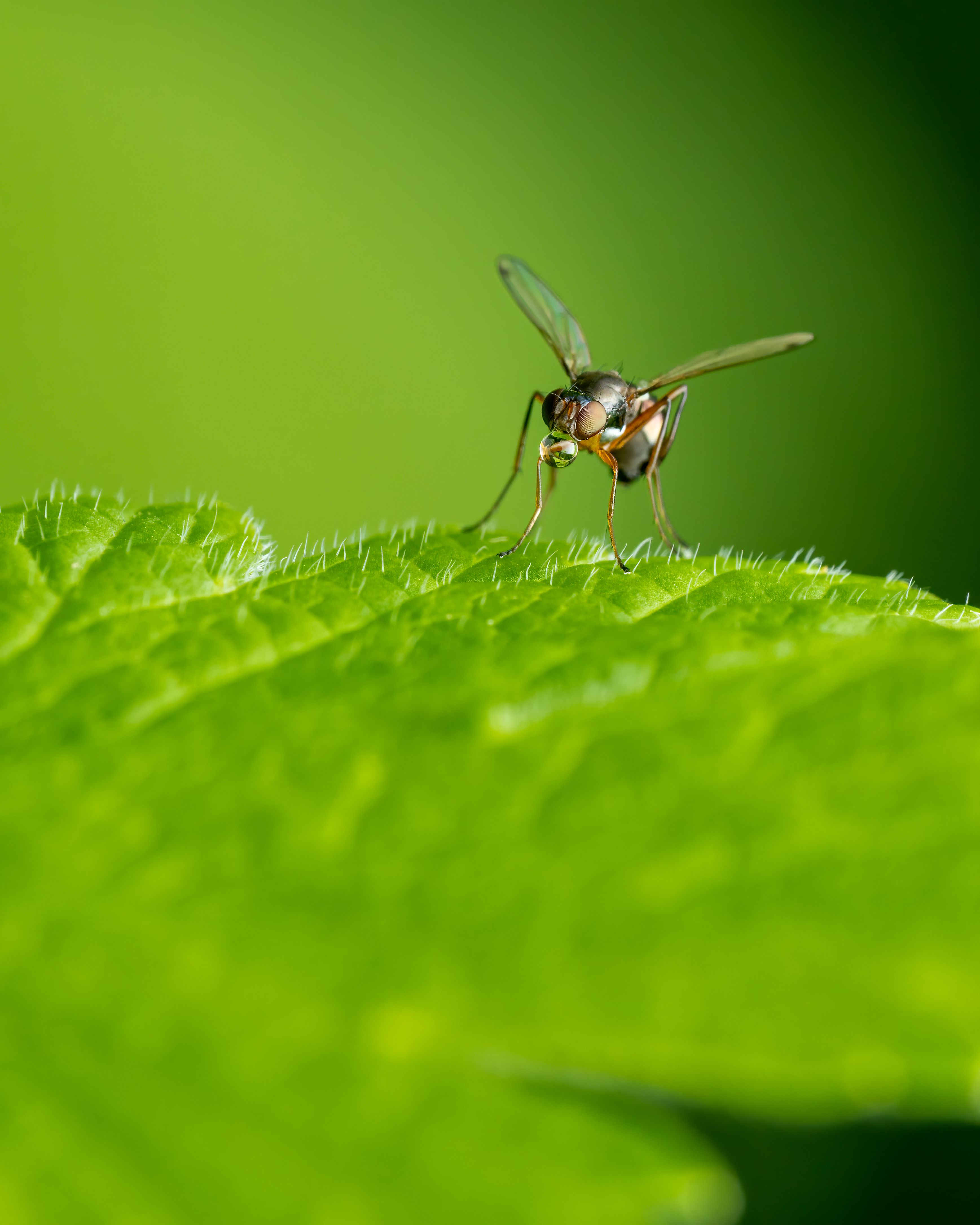 Close-up of a fly on a vibrant green leaf, showcasing insect details and natural beauty.