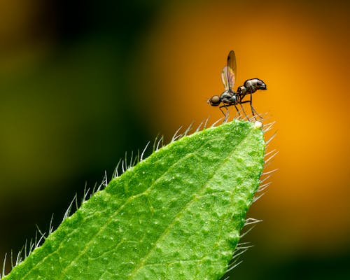 Macro Shot of an Insect Perching on a Green Leaf