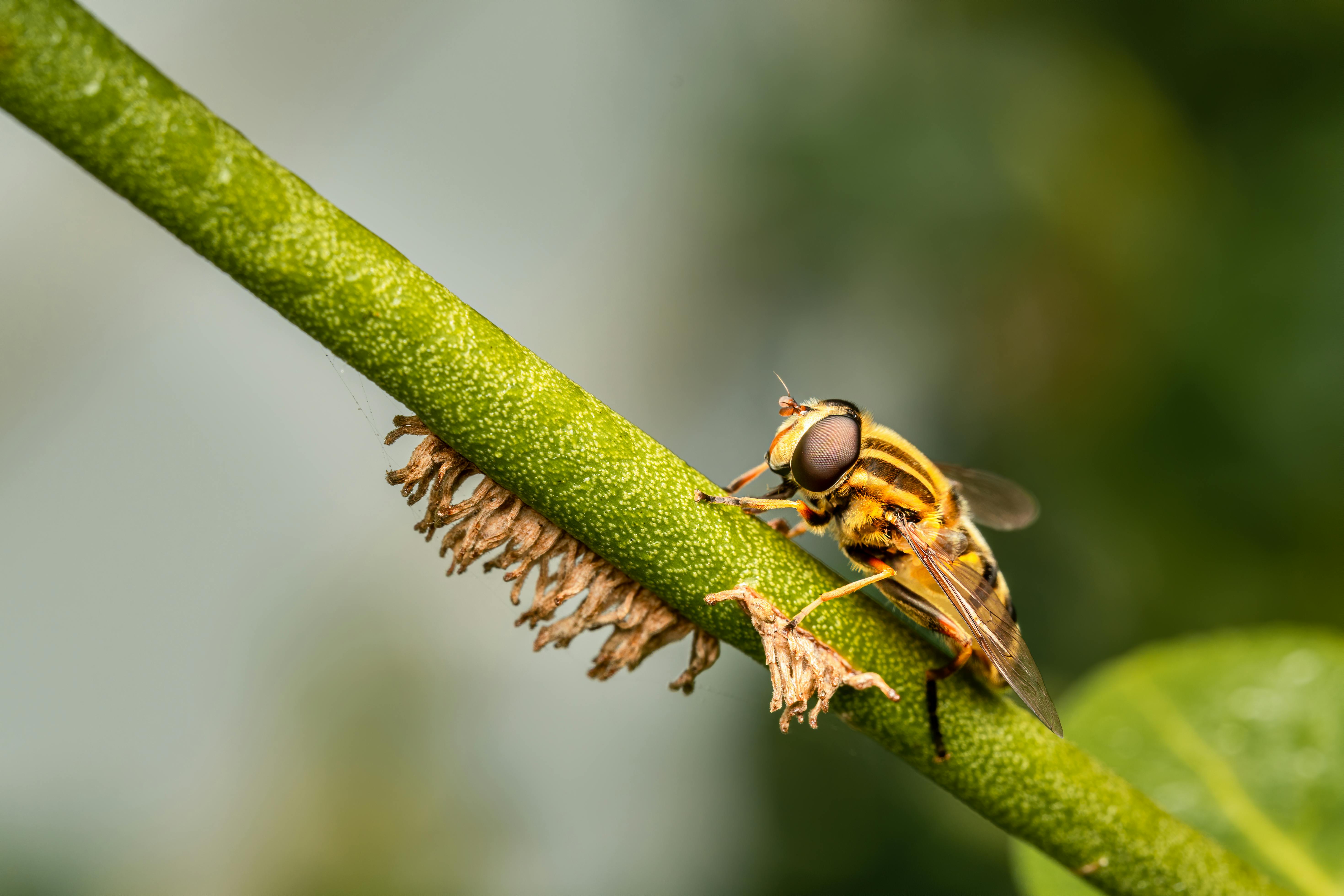 bright hover fly feeding on plant stem