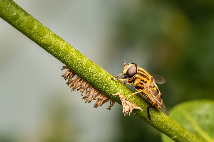 Bright Hover Fly Feeding On Plant Stem