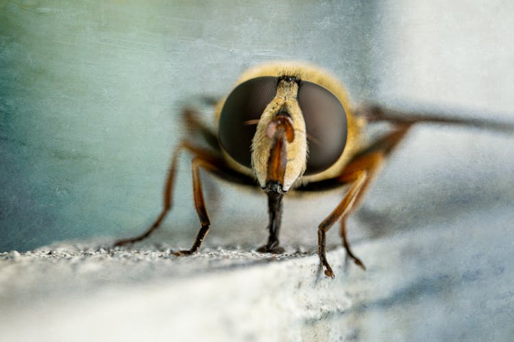 Hover Fly With Big Eyes Resting On Fence